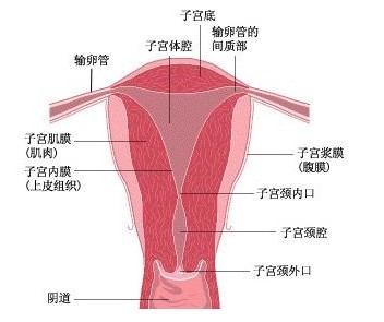 宫颈畸形.jpg